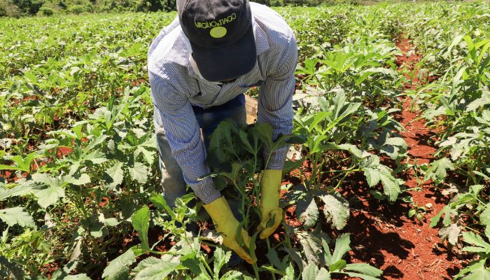 Foto: Ari Dias/AEN Painel Agropecuária Paranaense amplia divulgação sobre crescimento da produção